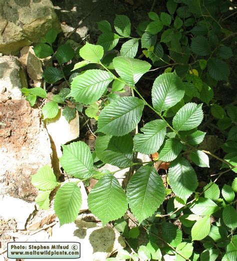 Ulmus minor olmo campestre ulmus glabra olmo di montagna assumiamo qui come prima ipotesi che gli olmi presenti al caloggio siano ulmus minor, come. Ulmus minor (Small-leaved Elm) : MaltaWildPlants.com - the ...