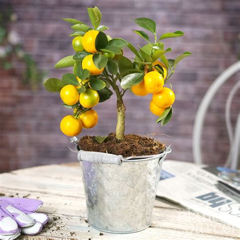 Mini Citrus Orange Tree In Decorative Pot 1 Plant House
