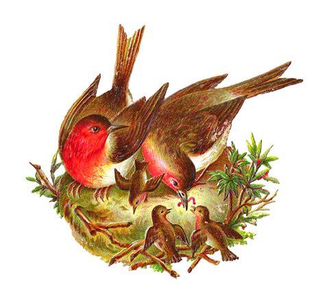 Antique Images Free Bird Graphic 2 Birds In Nest Feeding