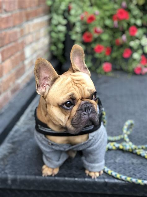 The ups store in park ridge, il is here to help individuals and small businesses by offering a wide range of products and services. Lost Dog French Bulldog in CHICAGO, IL - Lost My Doggie