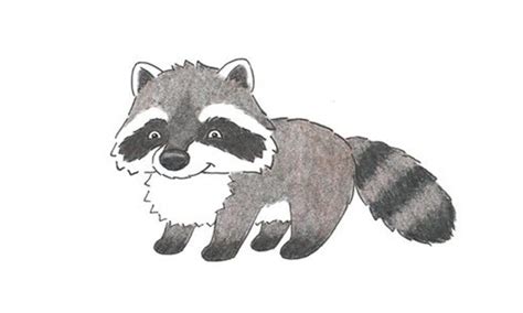 How To Draw A Raccoon My How To Draw