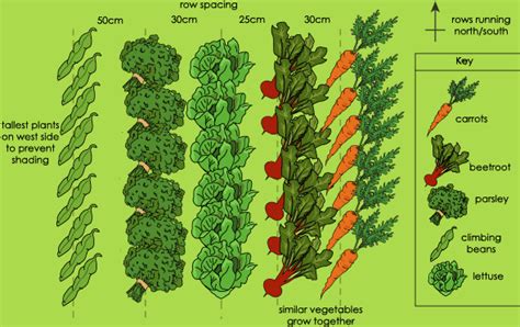 The Planting Plan Te Kura Horticulture