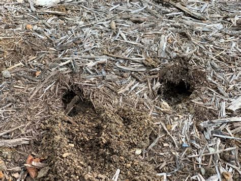 How To Get Rid Of Voles Living In Your Yard And Garden Happy Haute Home