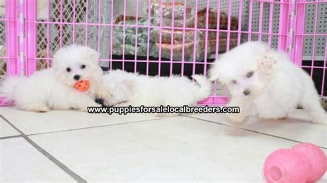 Puppies For Sale Local Breeders Teacup Maltese Puppies For Sale Near