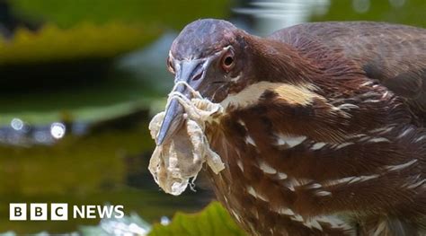 Plastic Pollution Birds All Over The World Are Living In Our Rubbish