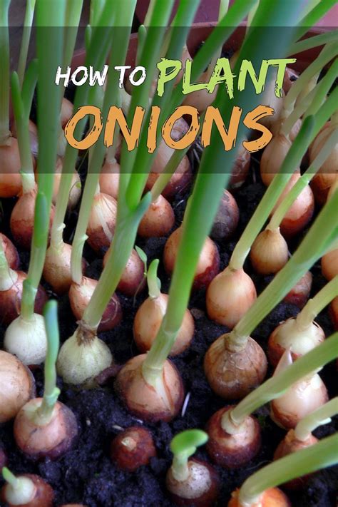 Discover how to plant green onion bulbs in your garden with tips from growing green onions from ends. Guide to Growing Onions From Seeds, Sets and Transplants