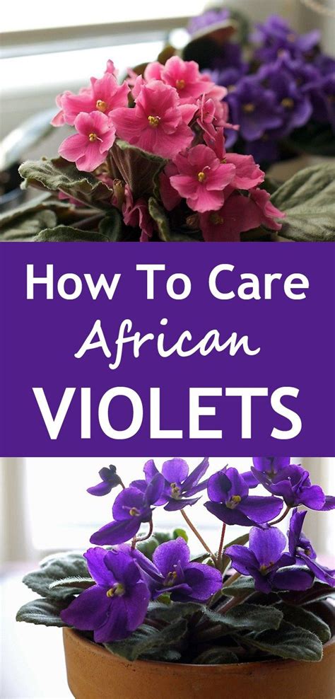 Check spelling or type a new query. How To Care For African Violets in 2020