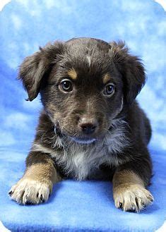We are in home breeders of akc health tested great dane puppies and strive for excellent temperament and health. Save Me...Adopt! Mountain West Dogs!!! on Pinterest ...