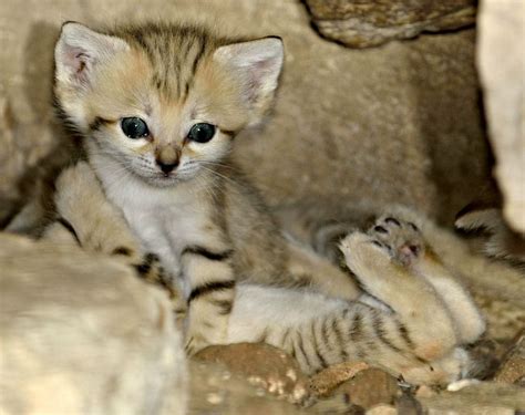White Wolf 4 Rare And Adorable Sand Cat Kittens Born In Israeli Zoo