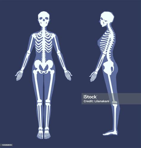 A Human Skeleton With A Silhouette Of A Body Front View Side View In