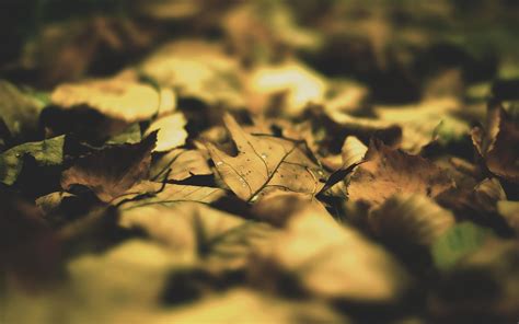 Online Crop Bunch Of Dried Of Leaves Photography Nature Fall