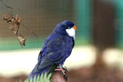 Tahiti Blue Lorikeet Pretty Birds Animals Parrot Training