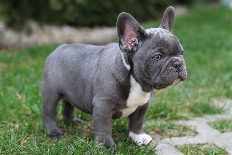 Blue color Frenchies - TomKings Kennel