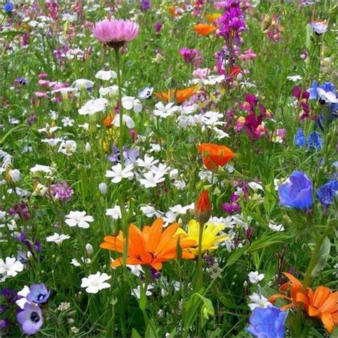 Follow The Yellow Brick Home How To Create A Wildflower Meadow In