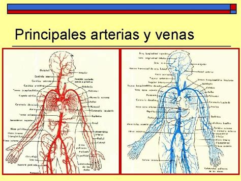 Tema 5 Anatoma Y Fisiologa Del Aparato Circulatorio