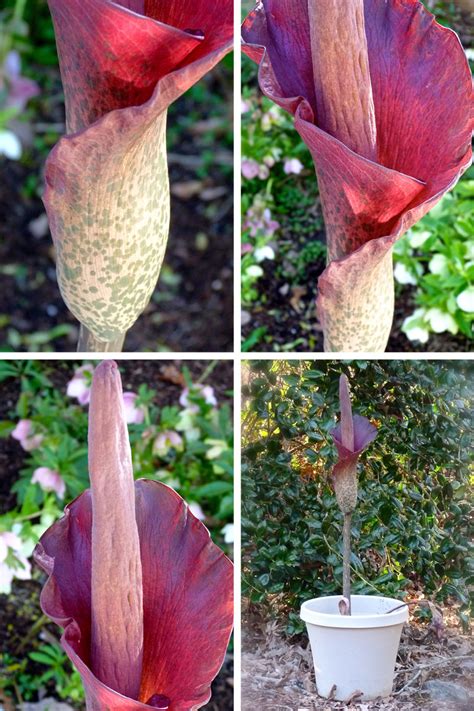 My Voodoo Lily Is Blooming Debs Garden Debs Garden Blog