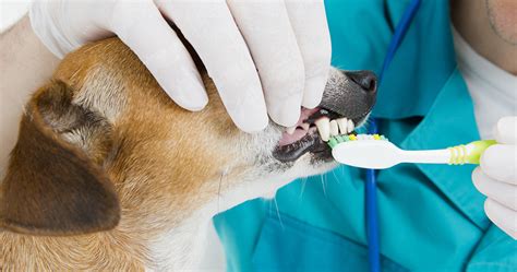 Caring For Your Dogs Teeth A Complete Pet Dental Care Guide