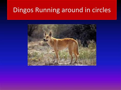 Ppt My Australian Animal Dingo Powerpoint Presentation Free Download