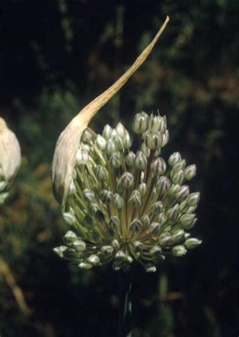 Allium Sativum Garlic Allium Sativum Oral Dosage Forms