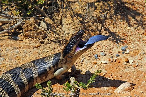 Minden Pictures Stock Photos Western Blue Tongued Skink