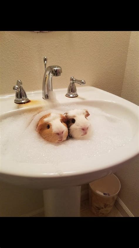 Guinea Pigs Taking A Bath 😍 Raww