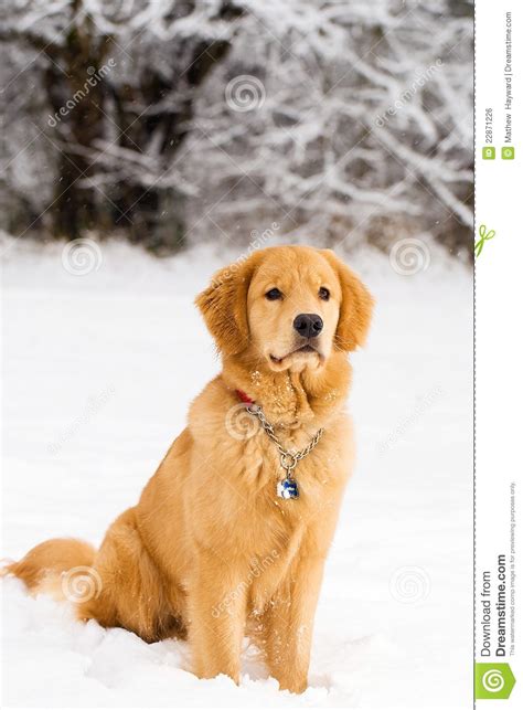 Handsome Golden Retriever In The Snow Stock Photo Image