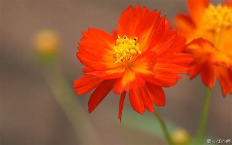 Orange and yellow flowers pictures. Orange yellow flower wallpapers and images - wallpapers ...