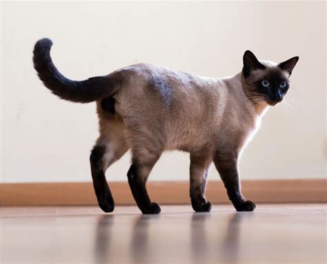 A Siamese Cat Standing On The Floor In Front Of A Wall