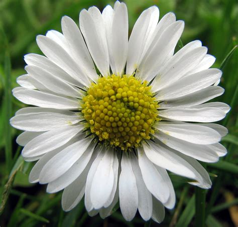 file bellis perennis daisy madeliefje wikimedia commons