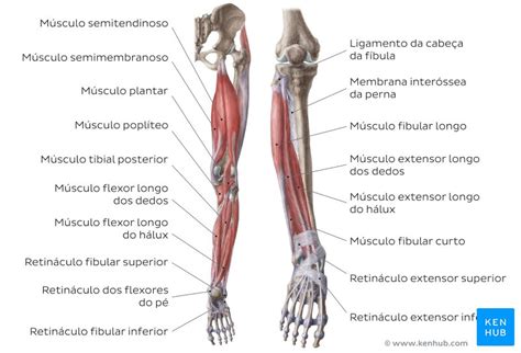Anatomia Da Perna E Do Joelho Ossos E Músculos Kenhub