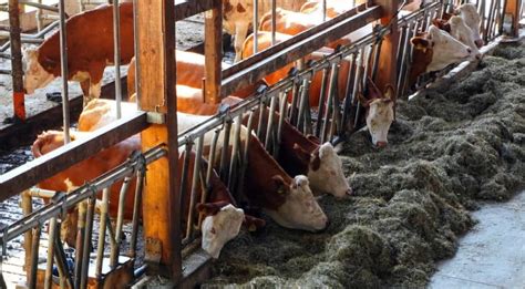 Dairy Farming In Switzerland Breeds How To Start