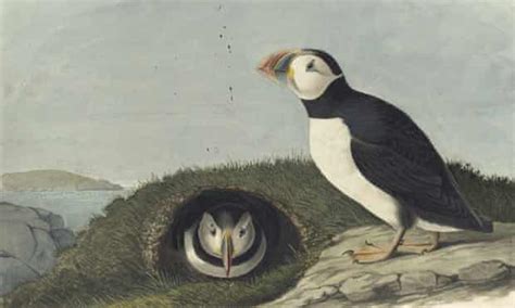 The Watercolours Of John James Audubon A “once In A Lifetime