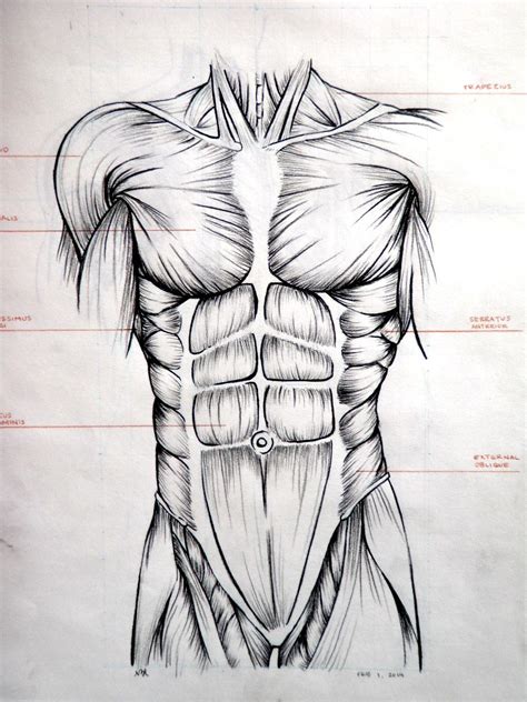 Drawing Abdominal Muscles Referência Anatomia Anatomia Do Corpo