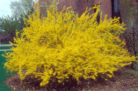 Don't let shrubs get too dense. 12 Low Maintenance Plants That Anyone Can Care For ...