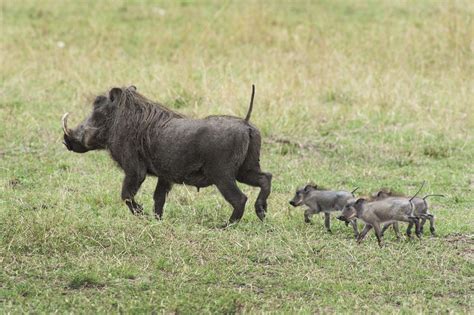 Do Warthogs Really Have Warts Wonderopolis