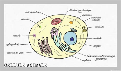 Cellule Animale Et Cellule Végétale Biologieandcie