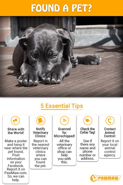 If the dog you find is friendly, clean, and nice to have in your home, you may quickly get attached to it, as may any kids in your house. What to Do When You Found a Lost Dog