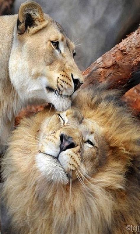 Lion And Lioness The Royal Couple At Their Best Tail And Fur Shares