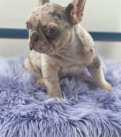 Gray French Bulldog Puppygrey French Bulldog For Sale