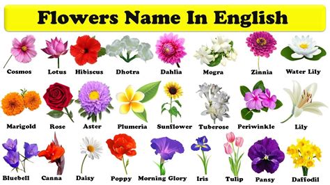 Flowers Pictures With Names Pdf Best Flower Site