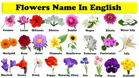 English as a second language (esl) grade/level: flowers names in english with pdf | learn flowers ...
