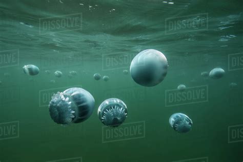 Cannonball Jellyfish Stomolophus Meleagris In Ocean Underwater View