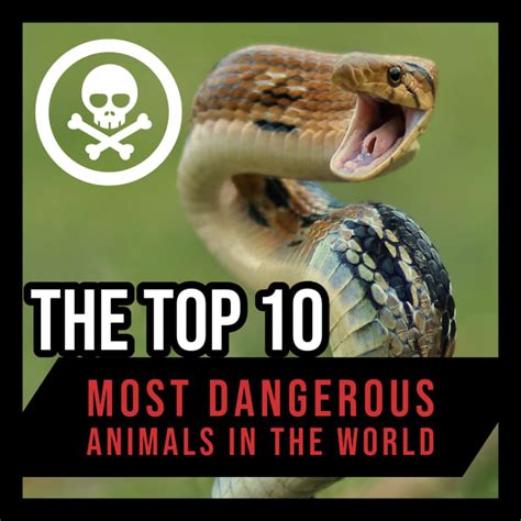 The Top 10 Most Dangerous Animals In The World Owlcation