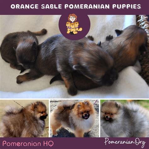 Learn The Important Facts About Sable Pomeranians And Puppies