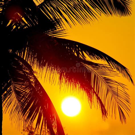 Palms And Sun Tropical Sunset Stock Image Image Of Heat Climate