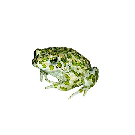 Free Frog Image With Transparent Background Pixsector