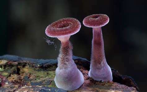 Amazing Fungi Photography By Steve Axford Daily Design Inspiration