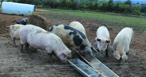 Organic Pig Farms A Natural Choice Pig World