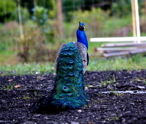 Peacocks practicing mating dances on other birds? 20 Beautiful Images of Peacocks