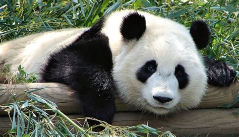 Do pandas eat meat